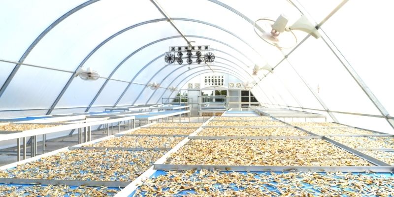 solar dryer for dehydrated foods