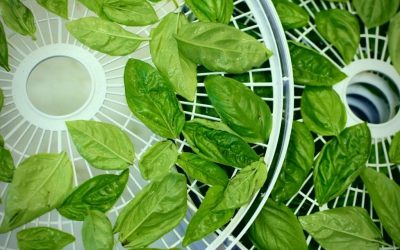 Drying Basil In A Dehydrator: Expert Tips and Guide