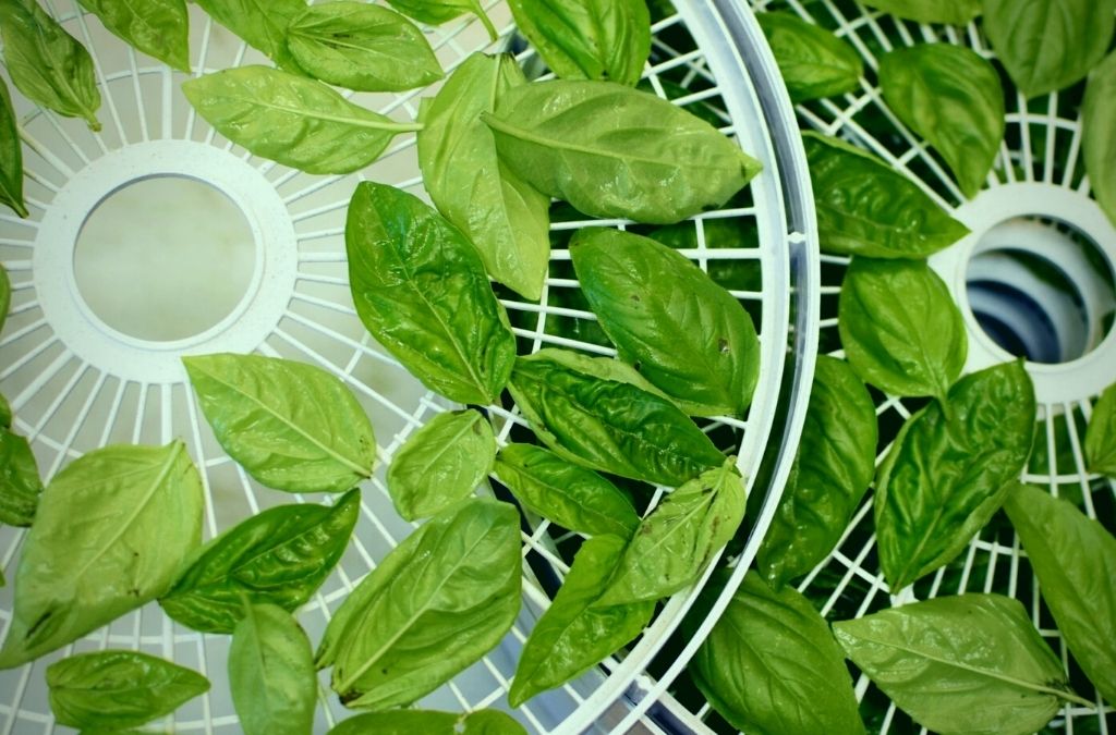 Drying Basil In A Dehydrator Expert Tips and Guide